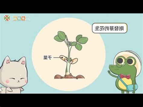 菊花 單子葉
